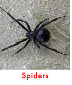 spider control san antonio